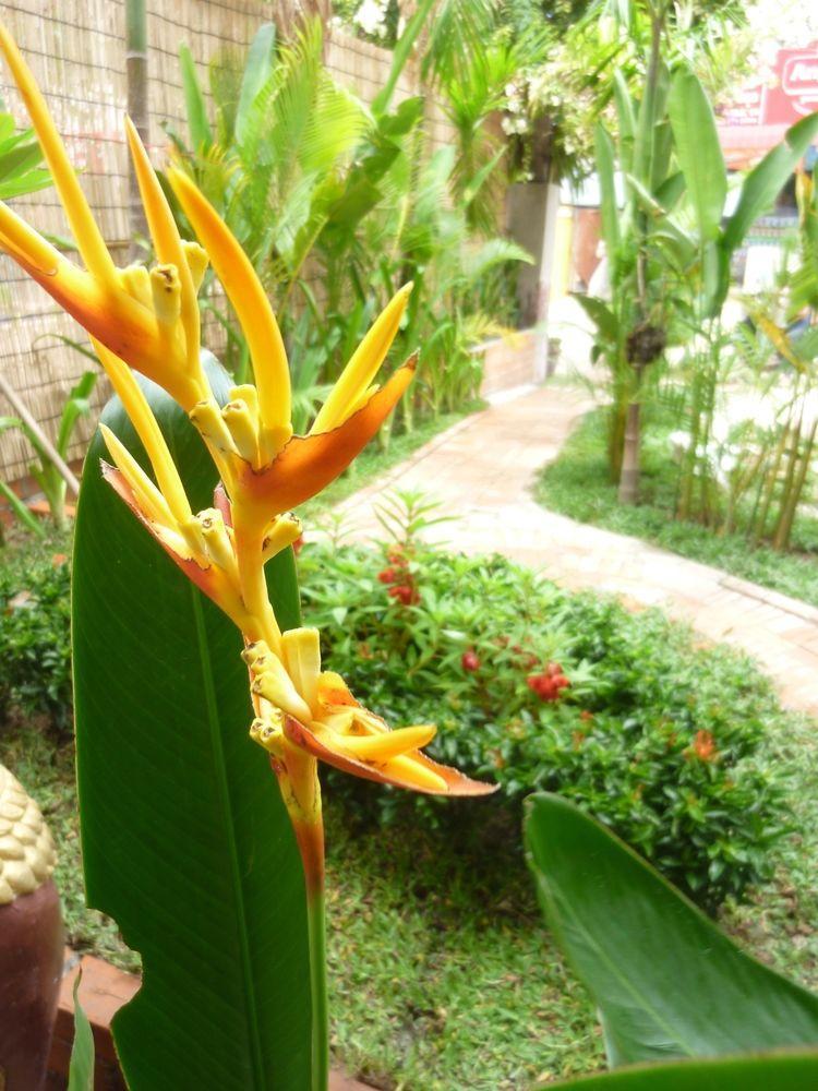 Angkor Reas Guesthouse Сиемрип Экстерьер фото